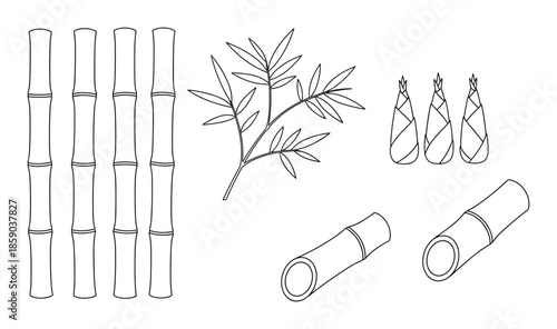 Bamboo plant sketch with branches and shoots for asian tropical forest vector design