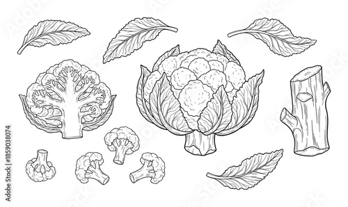Cauliflower sketch vector illustration with details isolated on transparent background drawing