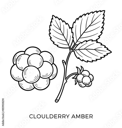 Cloudberry amber vector illustration with fruit leaves outline drawing design