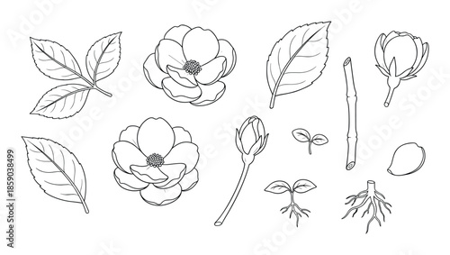 Flower set botanical sketch outline leaves open flowers sprouts and plant roots