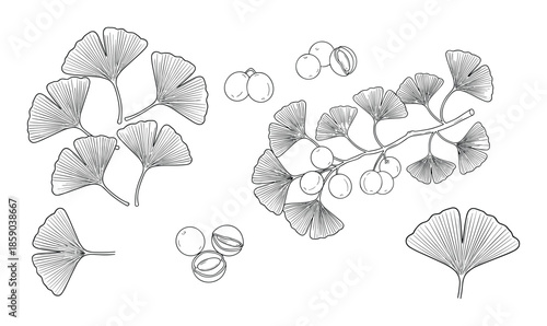 Ginkgo biloba branch with leaves and fruit monochrome botanical drawing vector illustration