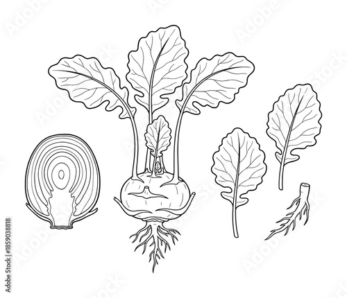 Hand drawn kohlrabi illustration with slice and leaf in outline style vector image