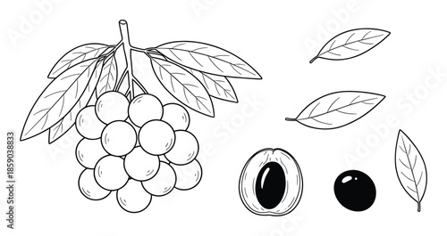 Hand drawn longan with leaves and seeds isolated on background vector illustration set