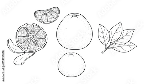 Hand drawn of tangerine collection with half slice fruit and leaves isolated on background