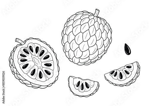 Hand drawn sugar apple illustration with slice and seed in outline drawing style vector