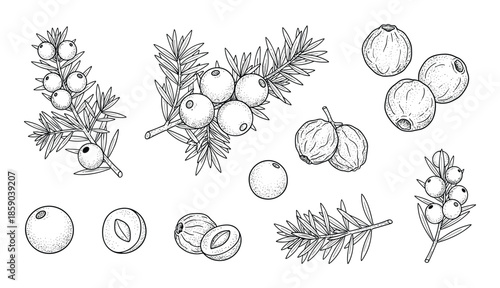 Juniper berries and leaves illustration in vintage engraving style isolated on background