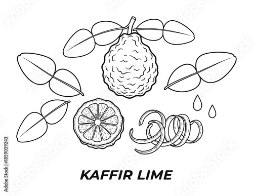 Kaffir lime vector botanical illustration with fruit leaf and slice black line drawing
