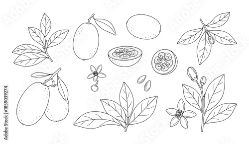 Kumquat set with flower and leaf isolated on transparent background for decoration and design