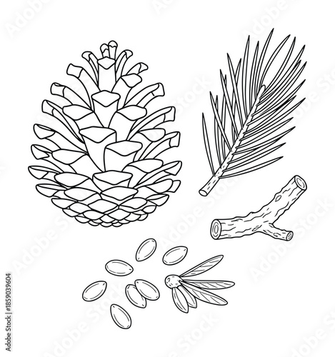 Pine cone needles seeds and branches hand drawn outline forest botanical vector illustration