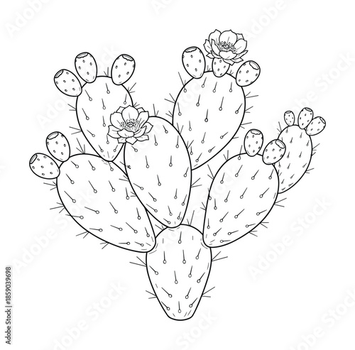 Prickly pear cactus sketch with flowers and fruits for southwestern desert plant vector