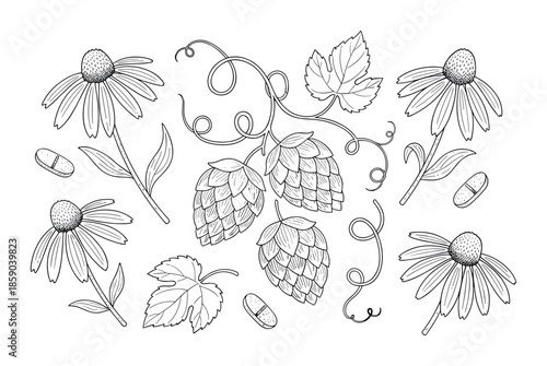Set of echinacea hops flowers and leaves isolated on transparent background herbal remedy