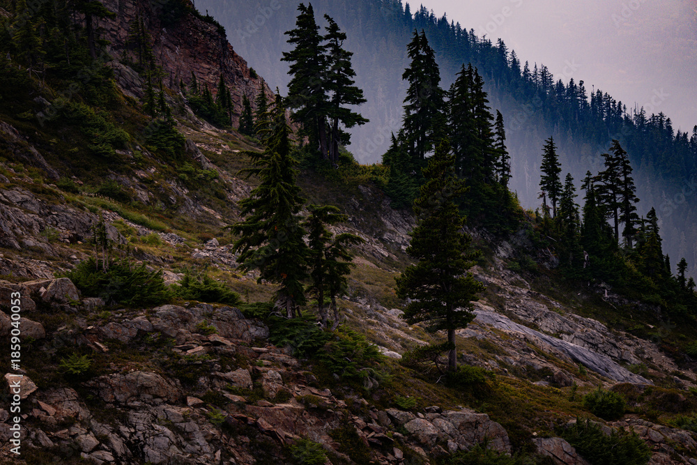 Obraz premium pine tree in the mountains