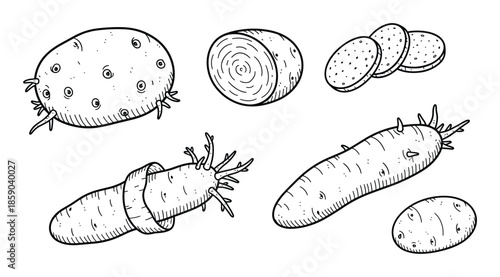 Set of hand drawn potatoes carrots and other root vegetables isolated on transparent