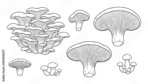 Set of oyster mushroom vector illustration in sketch style isolated on white