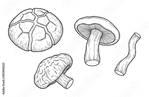 Shiitake mushroom hand drawn in vector format isolated on transparent background