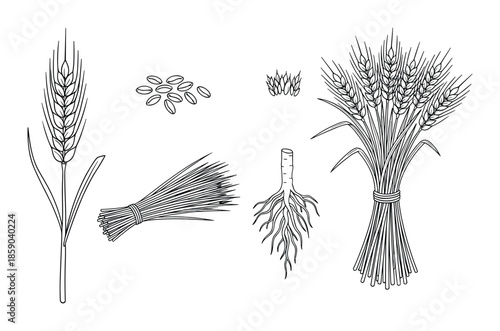 Set of wheat grain, root and sheaf vector illustration in sketch style isolated on white