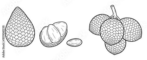 Snake fruit sketch set isolated on transparent backdrop with seeds vector graphic art