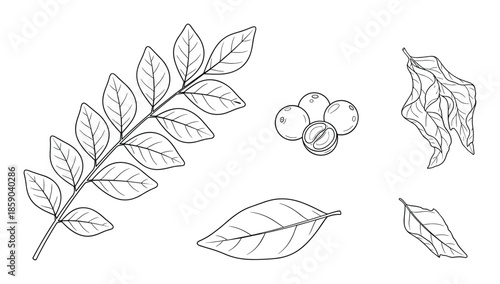 Sophora Japonica hand drawn botanical illustration vector art in doodle style design