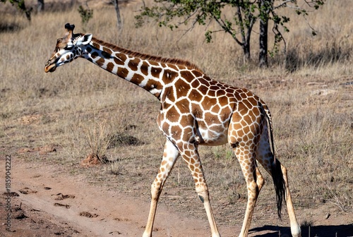 A graceful giraffe with distinctive spotted coat walking on a dry savanna