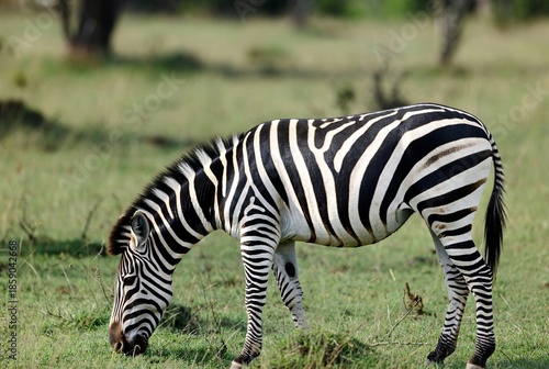 Wild zebra grazing peacefully in a lush green savanna landscape during the