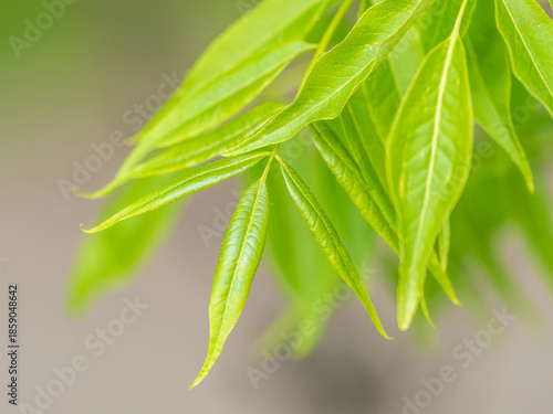 Bright green Leaves of the Amur velvet, or Amur cork tree, lat. Phellodendron amurense