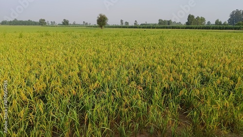 rice field in india