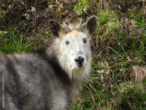 ニホンカモシカ