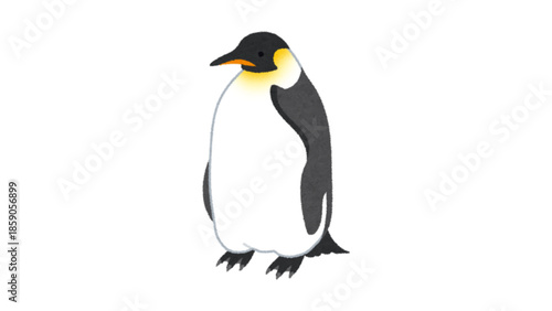 Emperor Penguin Bird Illustration for Education and Design