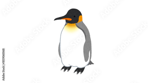 King Penguin Illustration Isolated on White Background