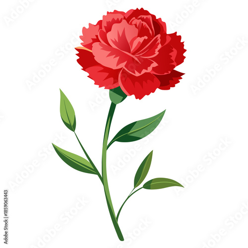 red carnation flower on white background