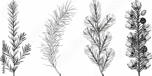 Detailed botanical illustration of rosemary lavender and pine branches