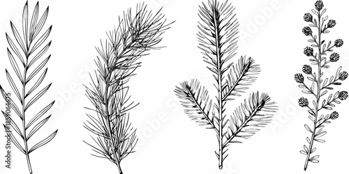 Detailed botanical illustration showcasing different types of coniferous and herbaceous plant branches
