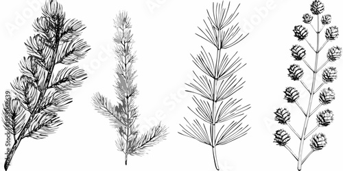 A botanical illustration showcasing diverse coniferous tree branches and cones
