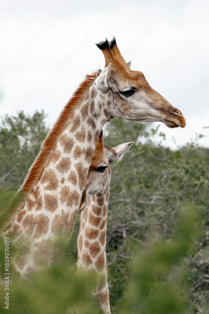Obraz premium Two giraffe in their natural habitat hidden by green bushes. Wildlife observation and conservation in south african safari park.
