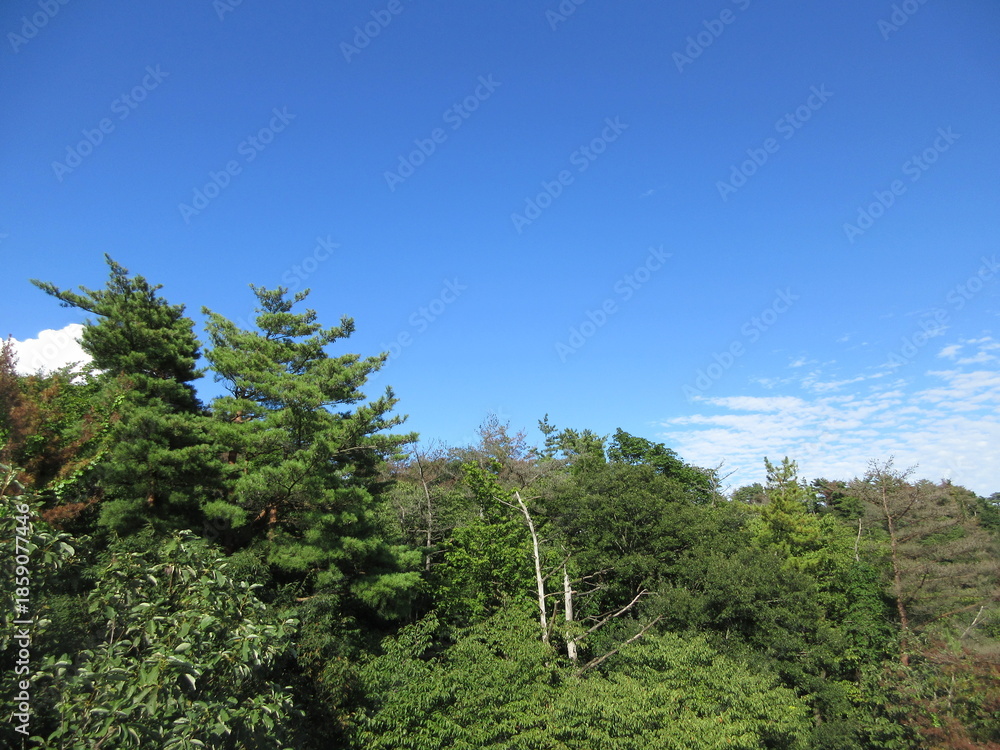 Fototapeta premium 青空と森