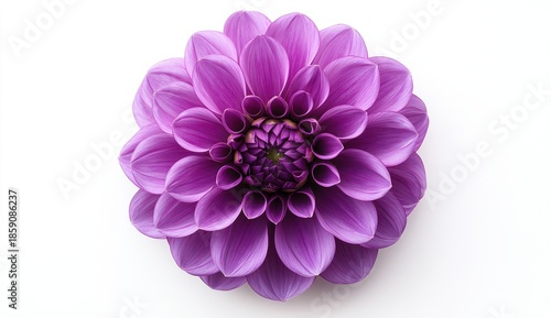 Beautiful Purple Flower with Delicate Petals and Intricate Design on White Background