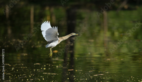 Bild auf Leinwand Pond heron flying low over calm water with wings fully spread, captured in natur