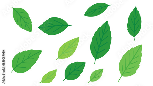 Flying mint leaves nature flat color vector illustration template design