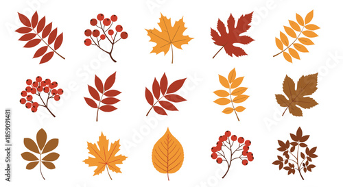 A vibrant collection of assorted autumn leaves and red berries, perfect for fall seasonal designs and natural decorations.