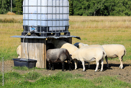 Sheep Drinking From Outdoor Automatic Sheep Drinker.