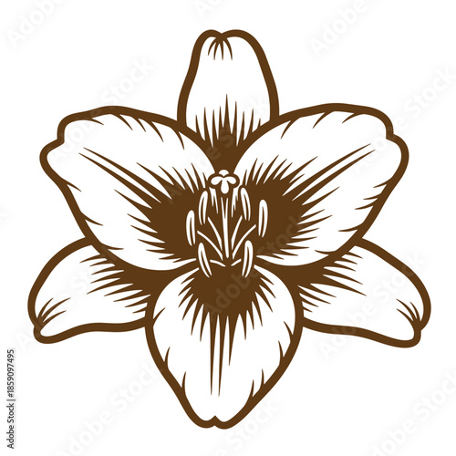 Vintage Brown and white flower illustration with six petals and stamens on plain background