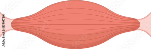 Skeletal muscle fiber illustration, anatomy diagram, muscle structure, educational medical graphic, physiology concept, tendon connection, contraction lines, vector art