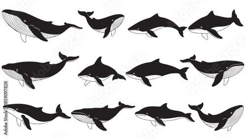 Collection of Various Whale Illustrations Showing Different Species and Sizes