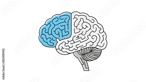 3d rendered illustration of human brain