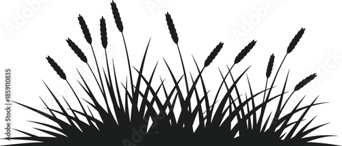 Black silhouette of tall grass stalks and blades against a white background vector
