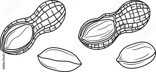 Detailed peanut illustration with shells and kernels on transparent background silhouette
