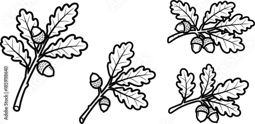 Detailed oak leaf and acorn illustrations perfect for design on transparent background silhouette