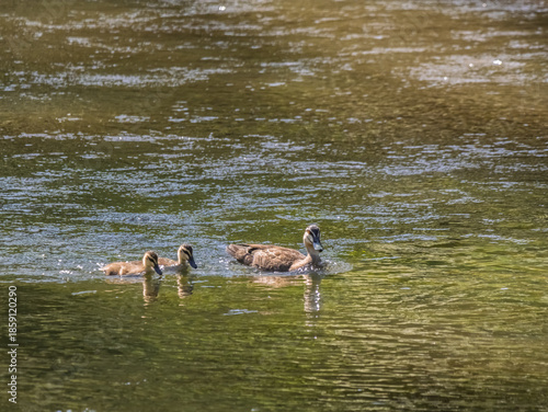 Wood Duck Mother And Two Chicks