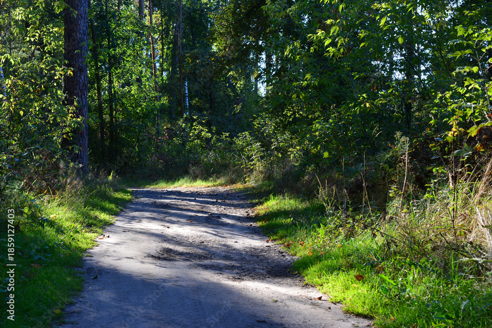 Fototapeta premium a dense Forest with an empty Path