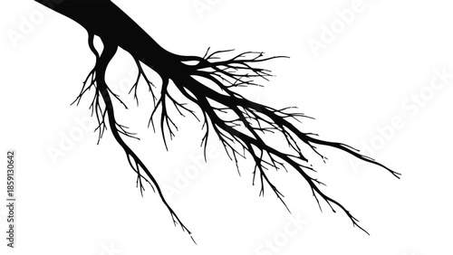 Intricate network of bare tree roots spreading outward against a clean white background.